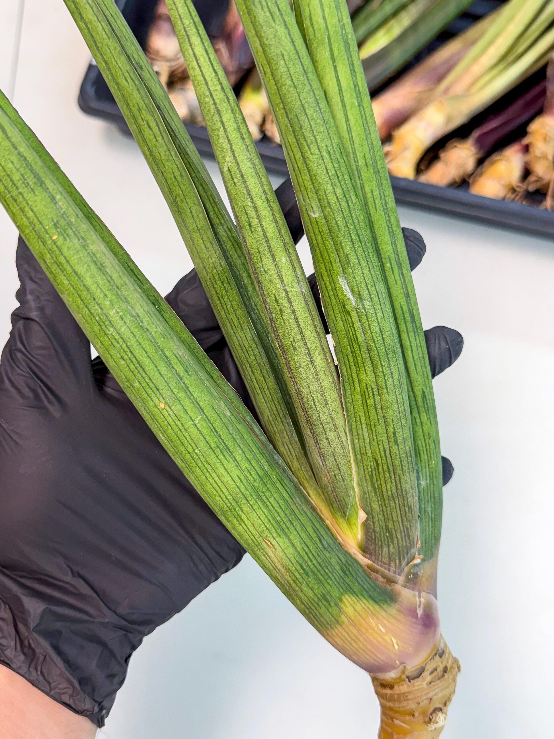 Sansevieria Cizgi Tac (oo) (13) | Rare Hybrids