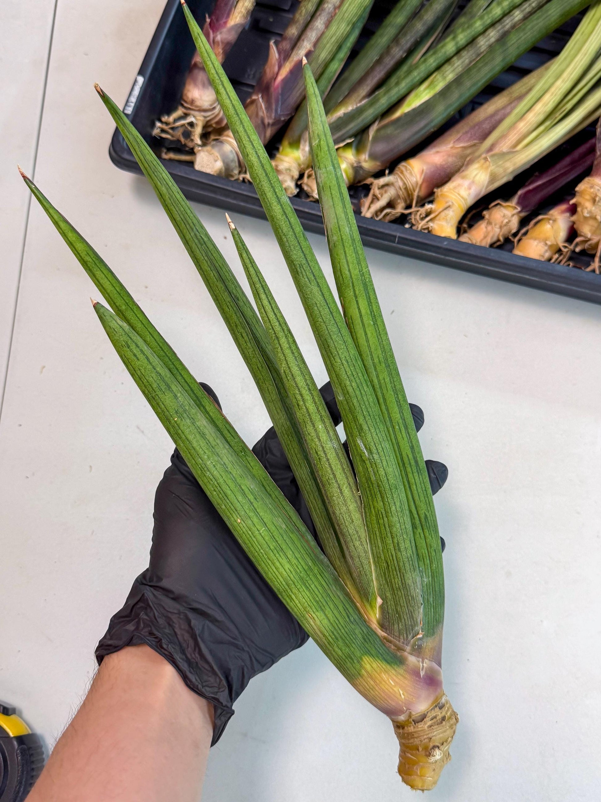 Sansevieria Cizgi Tac (oo) (13) | Rare Hybrids