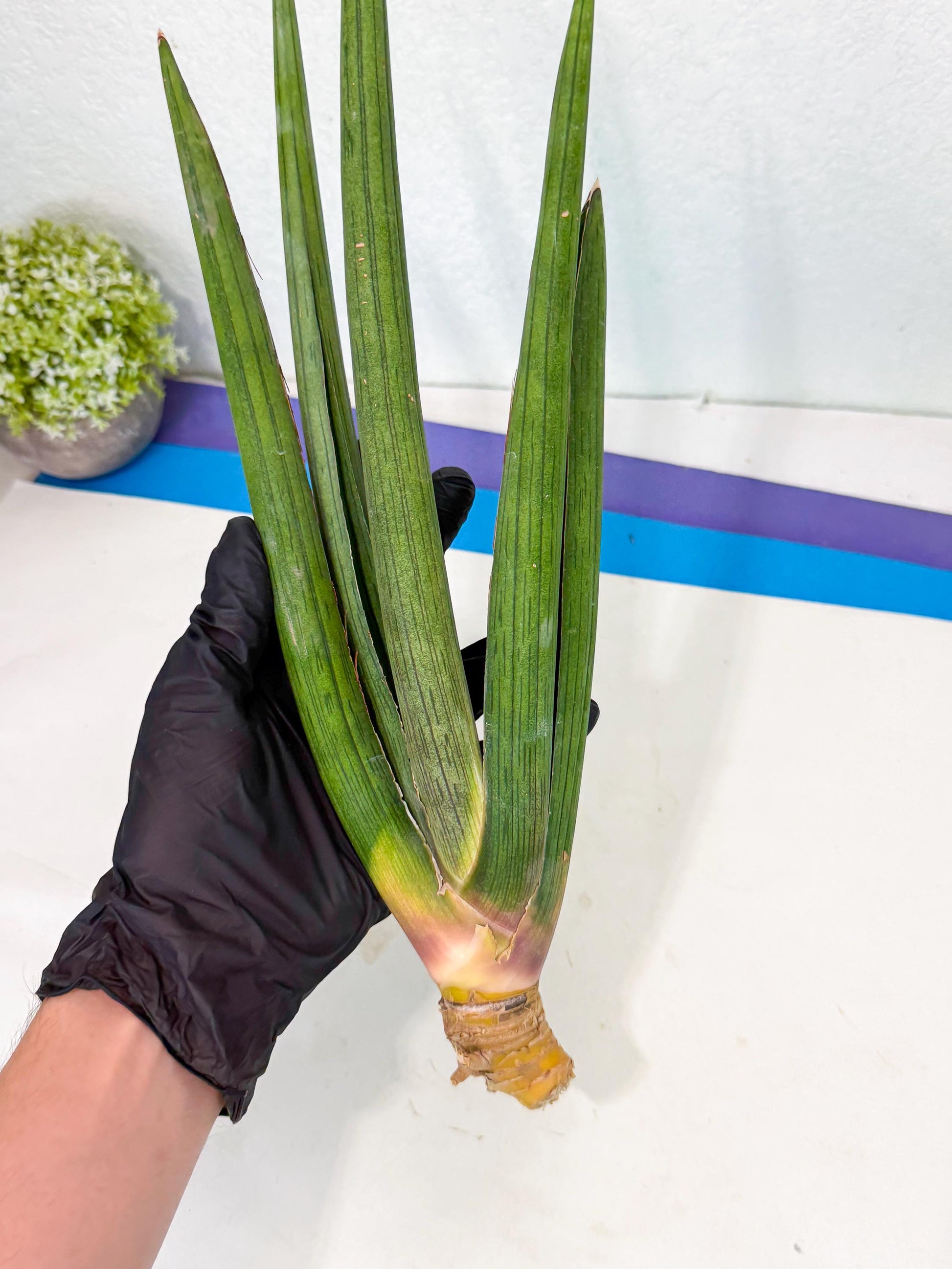 Sansevieria Cizgi Tac (oo) (13) | Rare Hybrids