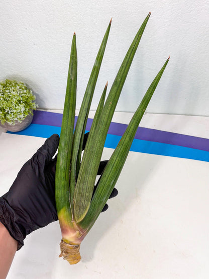 Sansevieria Cizgi Tac (oo) (13) | Rare Hybrids