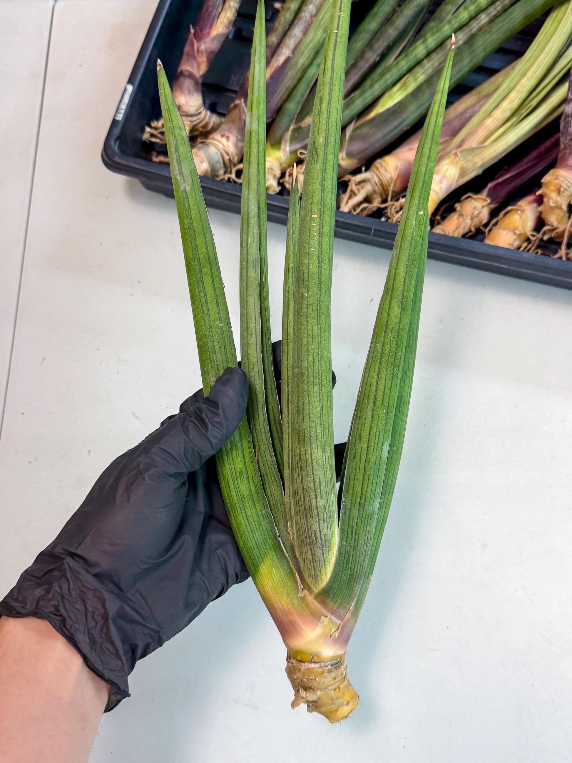 Sansevieria Cizgi Tac (oo) (13) | Rare Hybrids