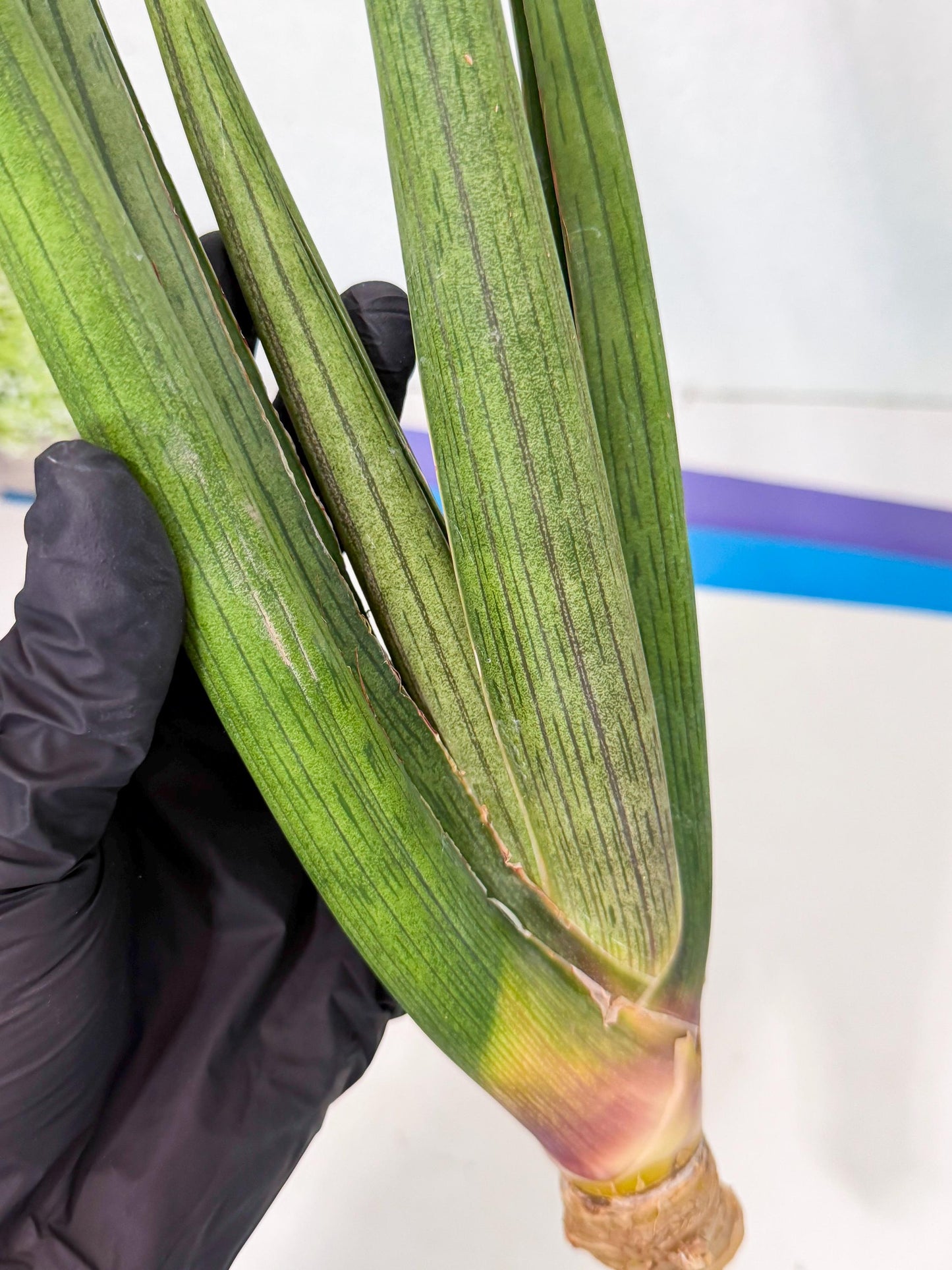 Sansevieria Cizgi Tac (oo) (13) | Rare Hybrids