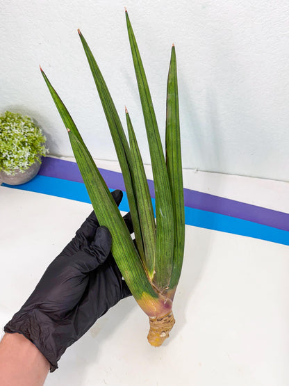 Sansevieria Cizgi Tac (oo) (13) | Rare Hybrids