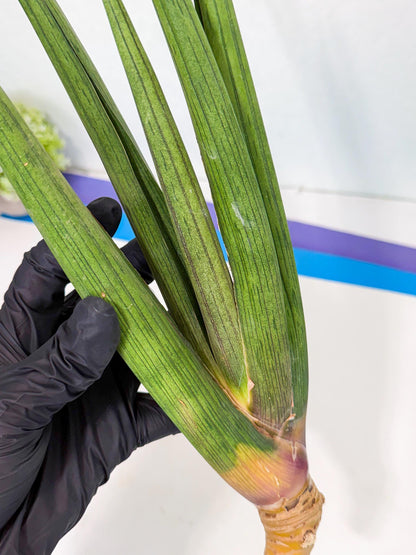 Sansevieria Cizgi Tac (oo) (13) | Rare Hybrids