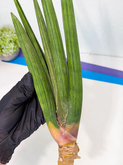 Sansevieria Cizgi Tac (oo) (13) | Rare Hybrids