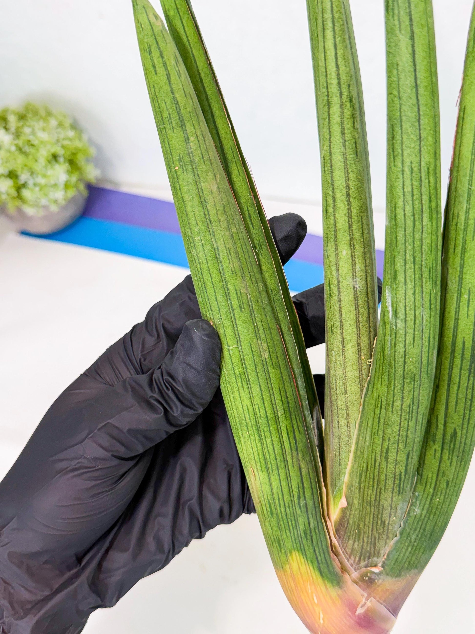 Sansevieria Cizgi Tac (oo) (13) | Rare Hybrids