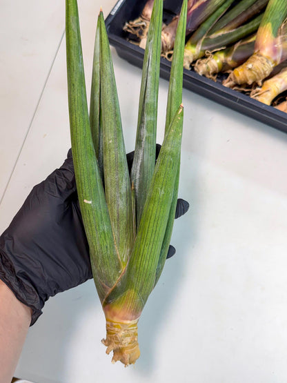 Sansevieria Cizgi Tac (oo) (14) | Rare Hybrids
