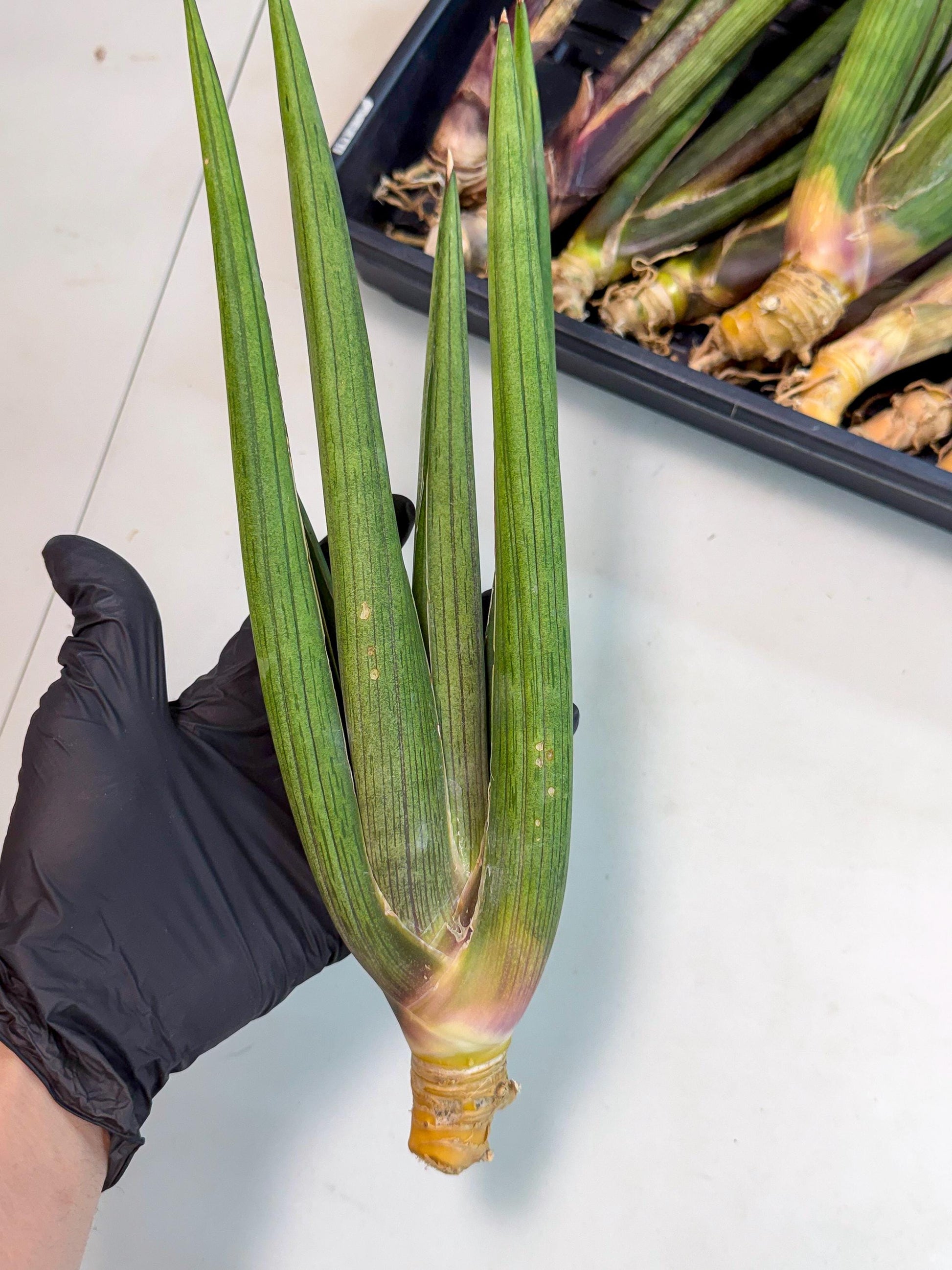 Sansevieria Cizgi Tac (oo) (14) | Rare Hybrids