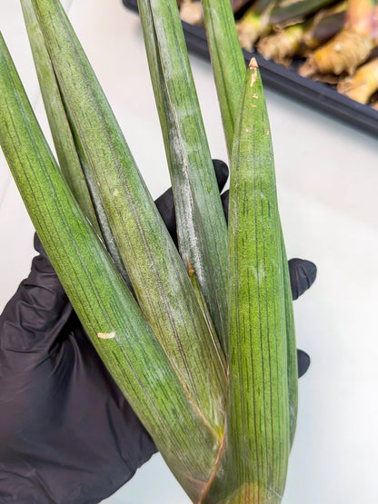 Sansevieria Cizgi Tac (oo) (14) | Rare Hybrids