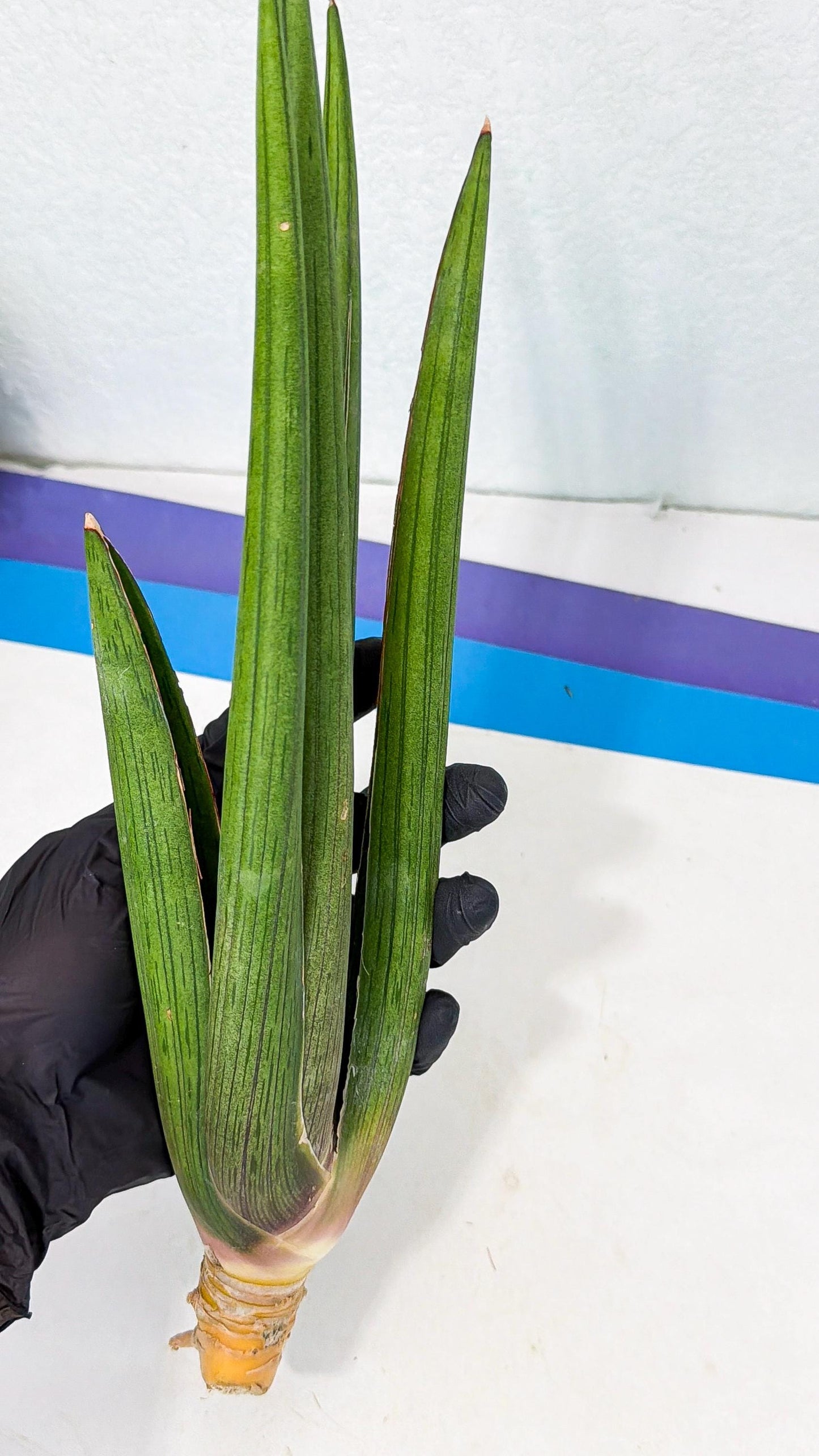 Sansevieria Cizgi Tac (oo) (14) | Rare Hybrids