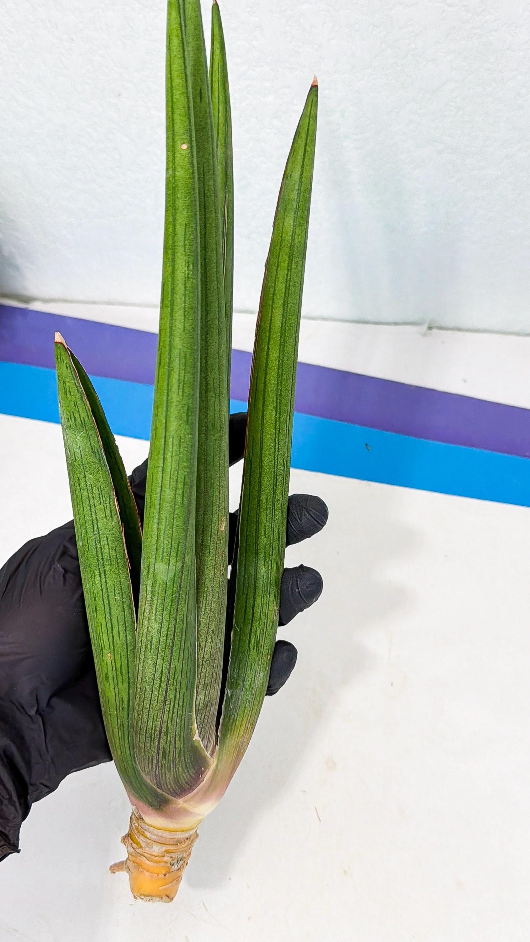 Sansevieria Cizgi Tac (oo) (14) | Rare Hybrids