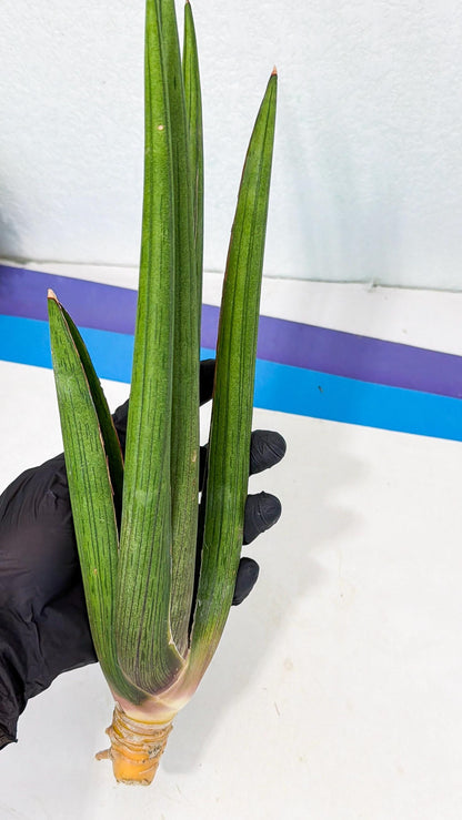 Sansevieria Cizgi Tac (oo) (14) | Rare Hybrids