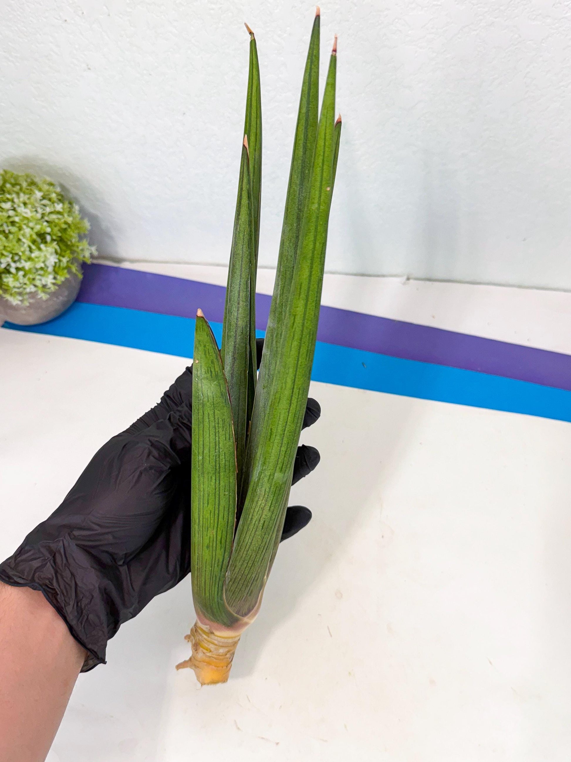 Sansevieria Cizgi Tac (oo) (14) | Rare Hybrids
