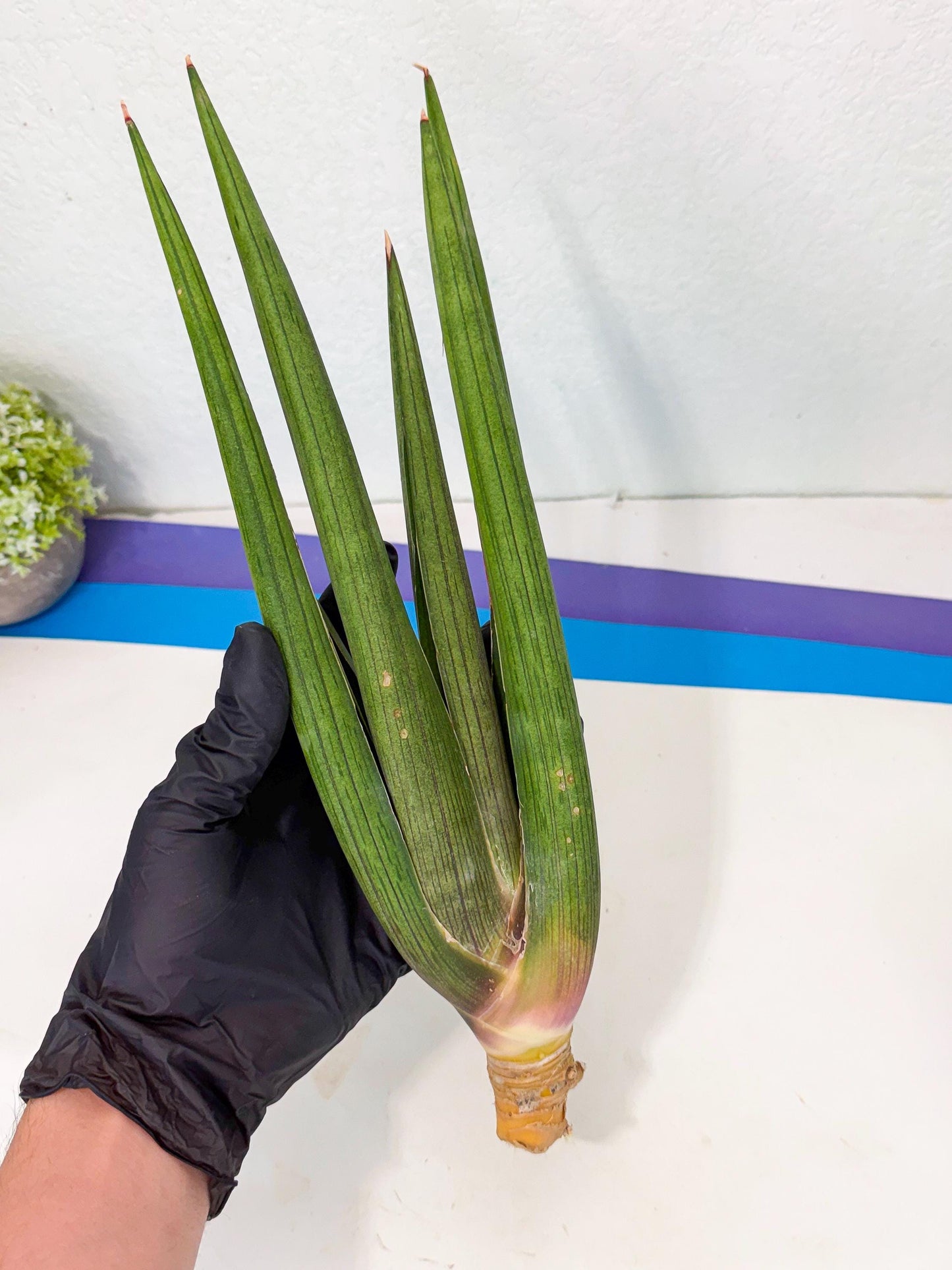 Sansevieria Cizgi Tac (oo) (14) | Rare Hybrids
