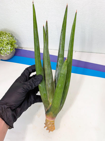 Sansevieria Cizgi Tac (oo) (14) | Rare Hybrids