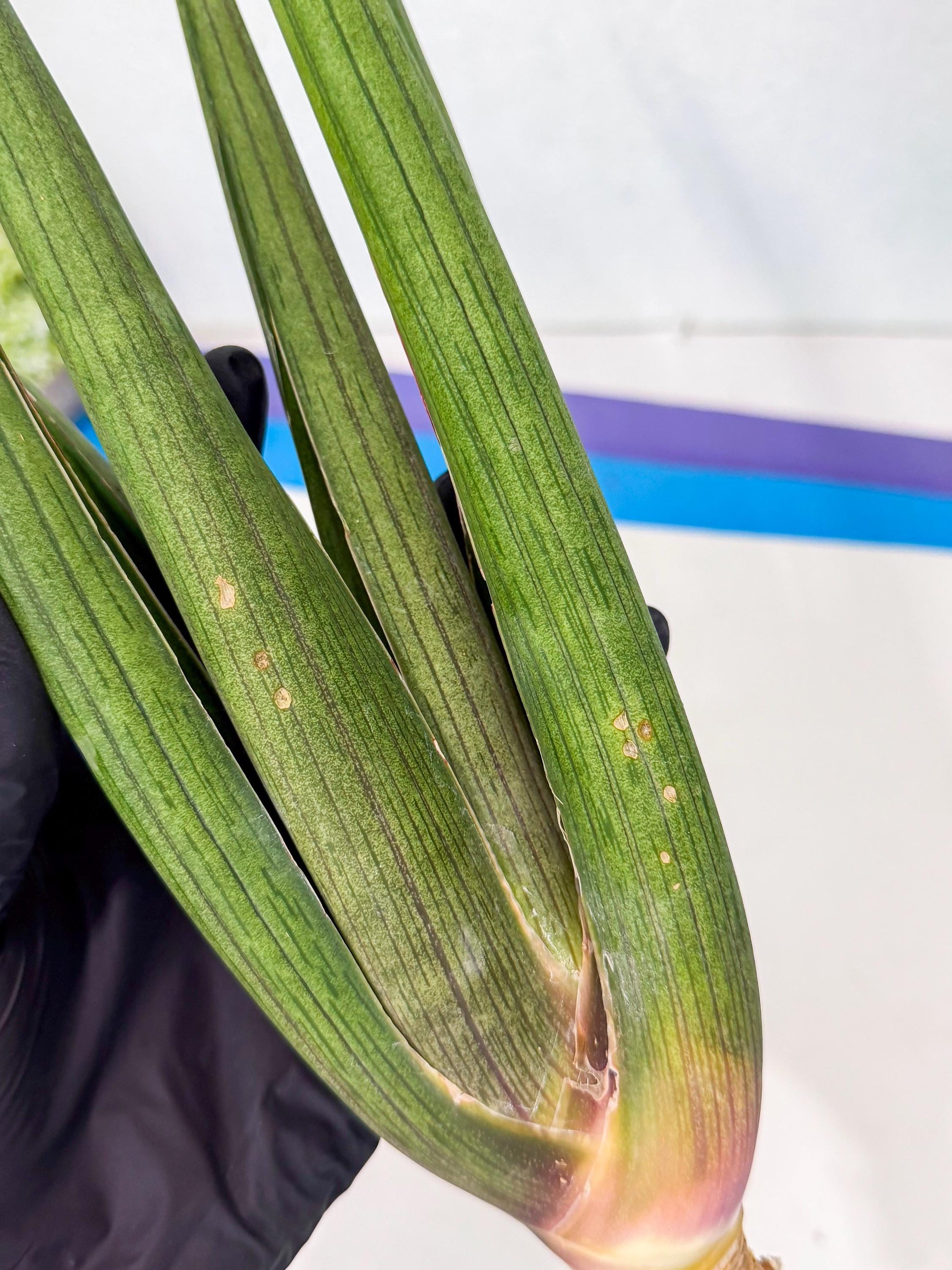 Sansevieria Cizgi Tac (oo) (14) | Rare Hybrids