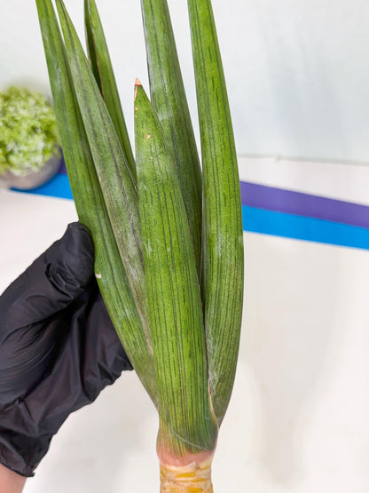 Sansevieria Cizgi Tac (oo) (14) | Rare Hybrids