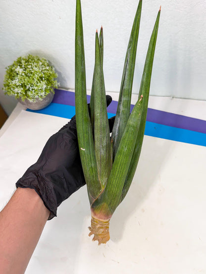 Sansevieria Cizgi Tac (oo) (14) | Rare Hybrids