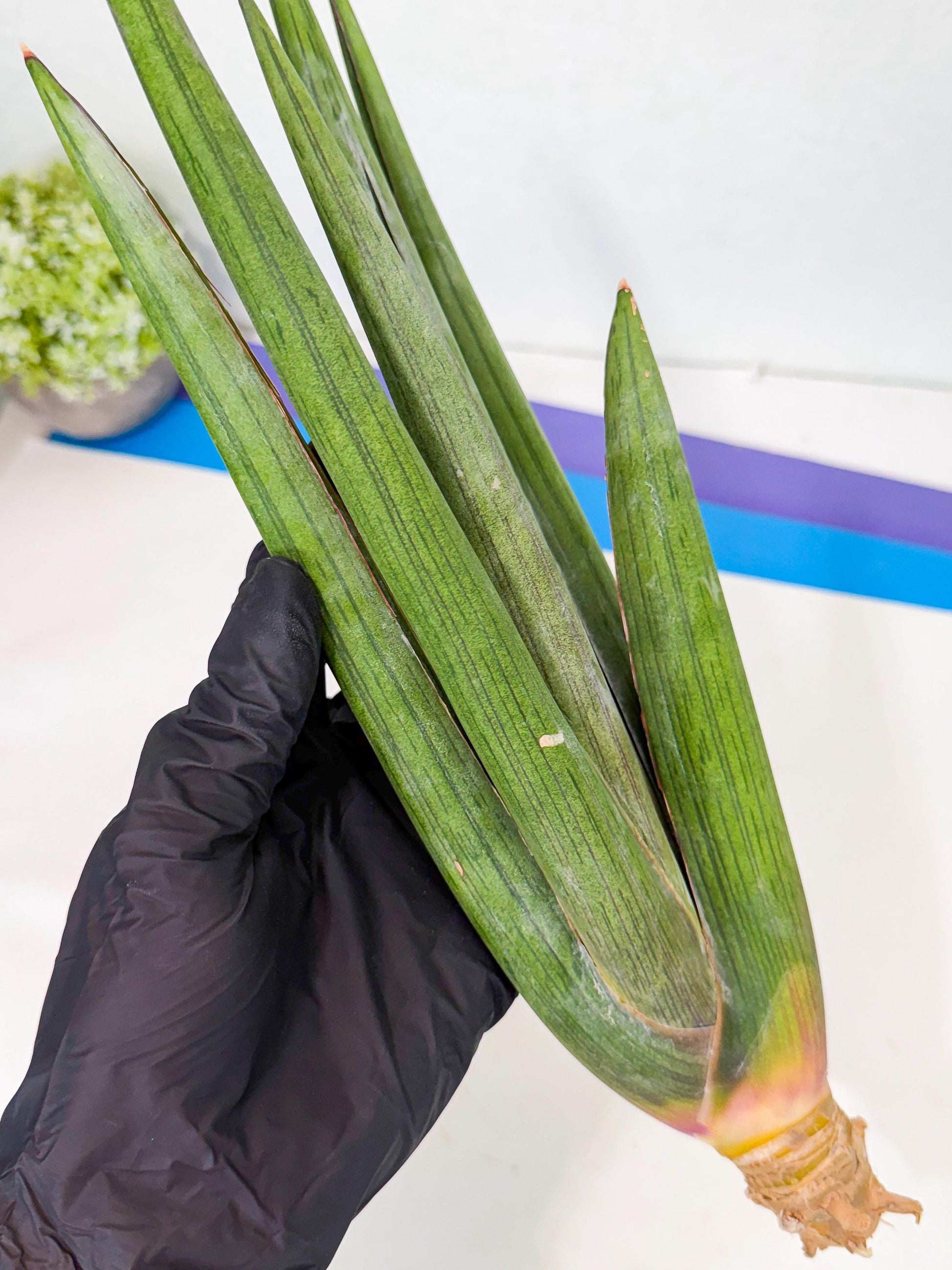 Sansevieria Cizgi Tac (oo) (14) | Rare Hybrids