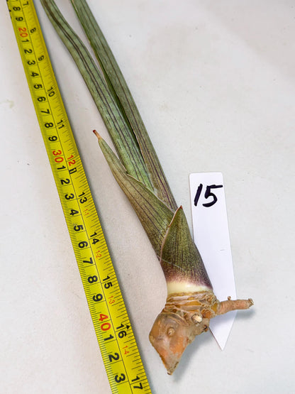 Sansevieria Oris (oo) (15) | Rare Hybrids