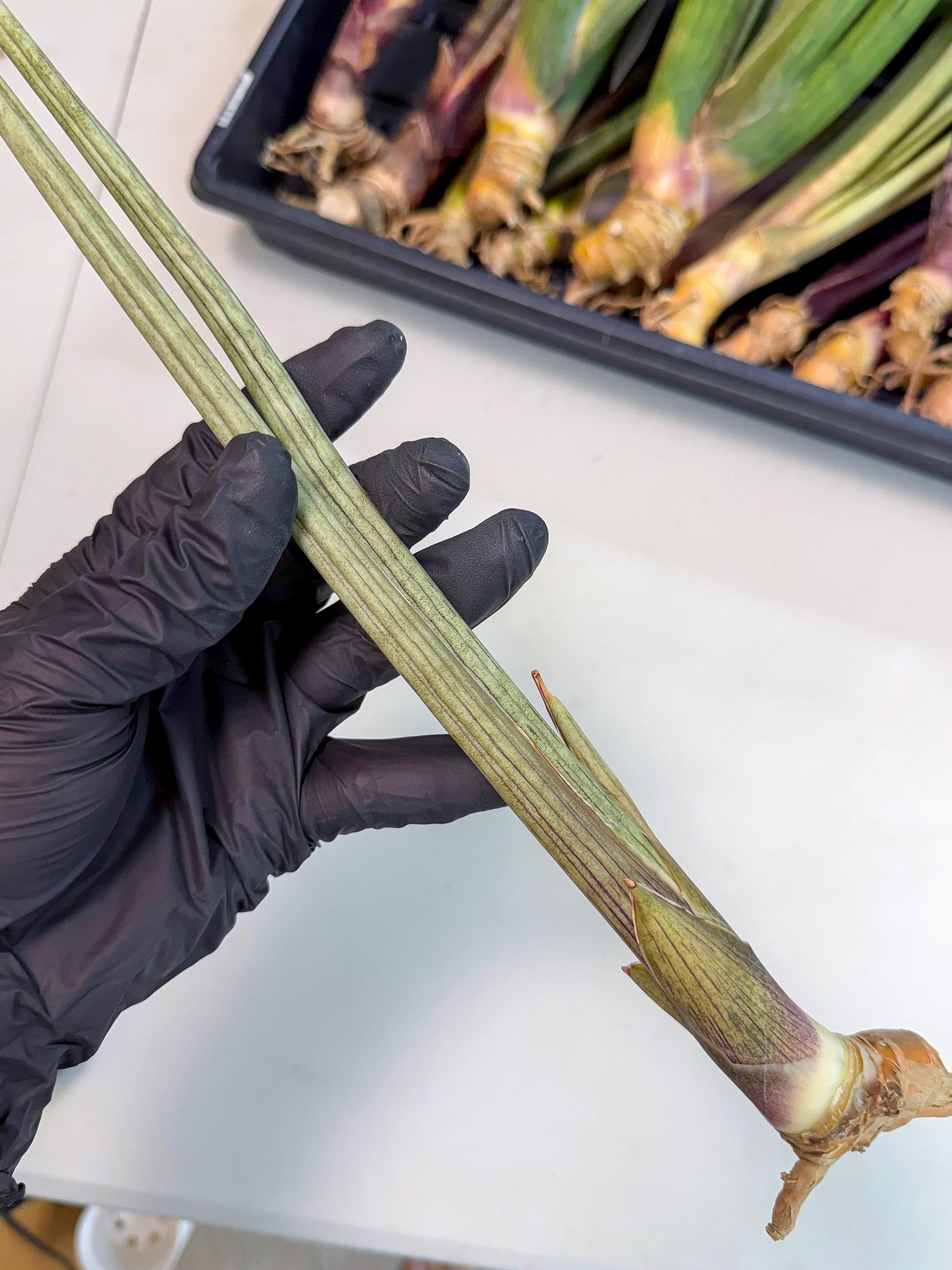 Sansevieria Oris (oo) (15) | Rare Hybrids