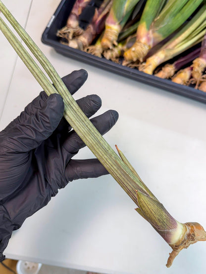 Sansevieria Oris (oo) (15) | Rare Hybrids