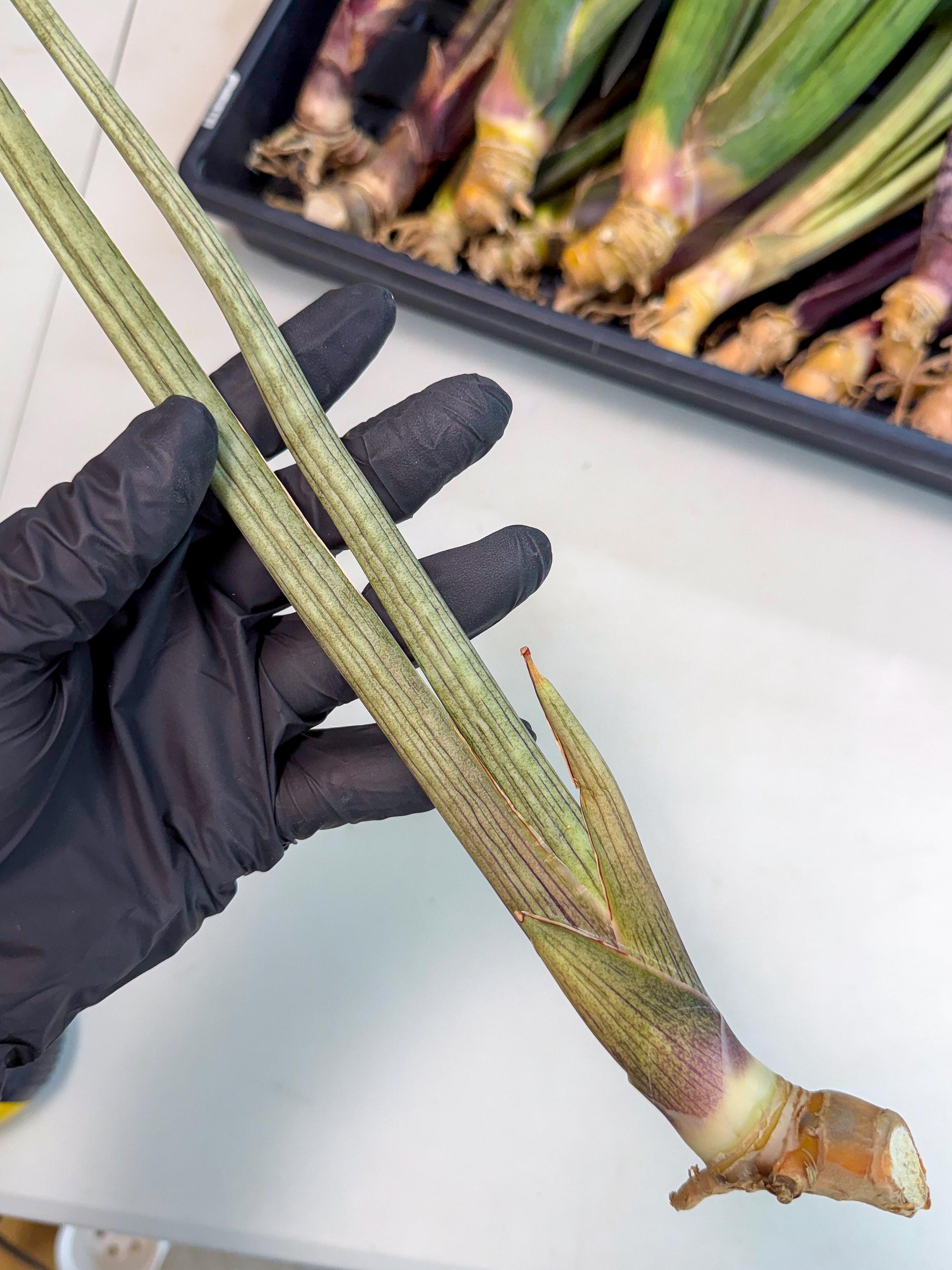 Sansevieria Oris (oo) (15) | Rare Hybrids