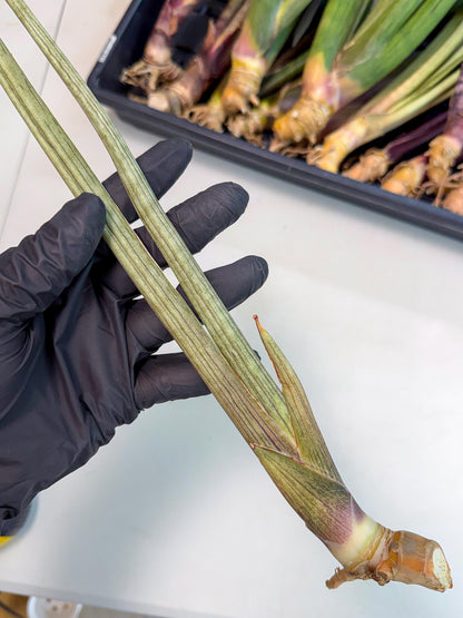 Sansevieria Oris (oo) (15) | Rare Hybrids