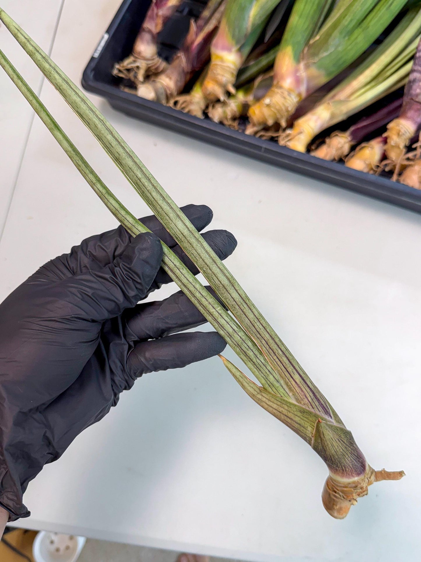 Sansevieria Oris (oo) (15) | Rare Hybrids