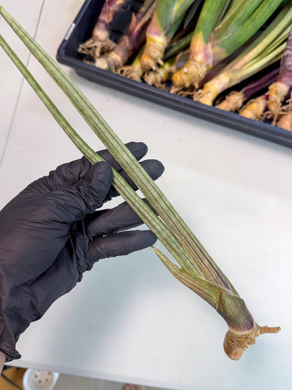 Sansevieria Oris (oo) (15) | Rare Hybrids