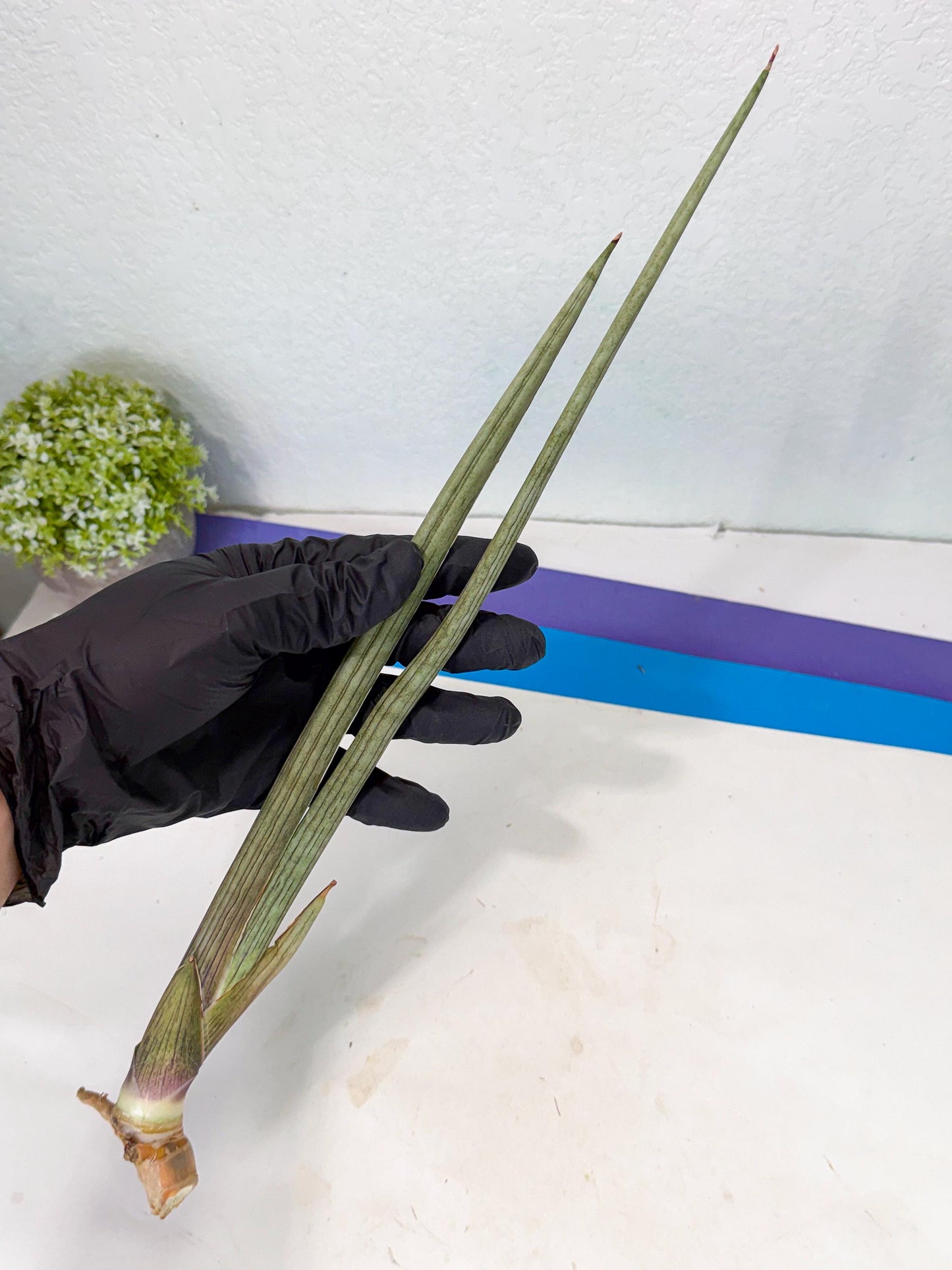 Sansevieria Oris (oo) (15) | Rare Hybrids