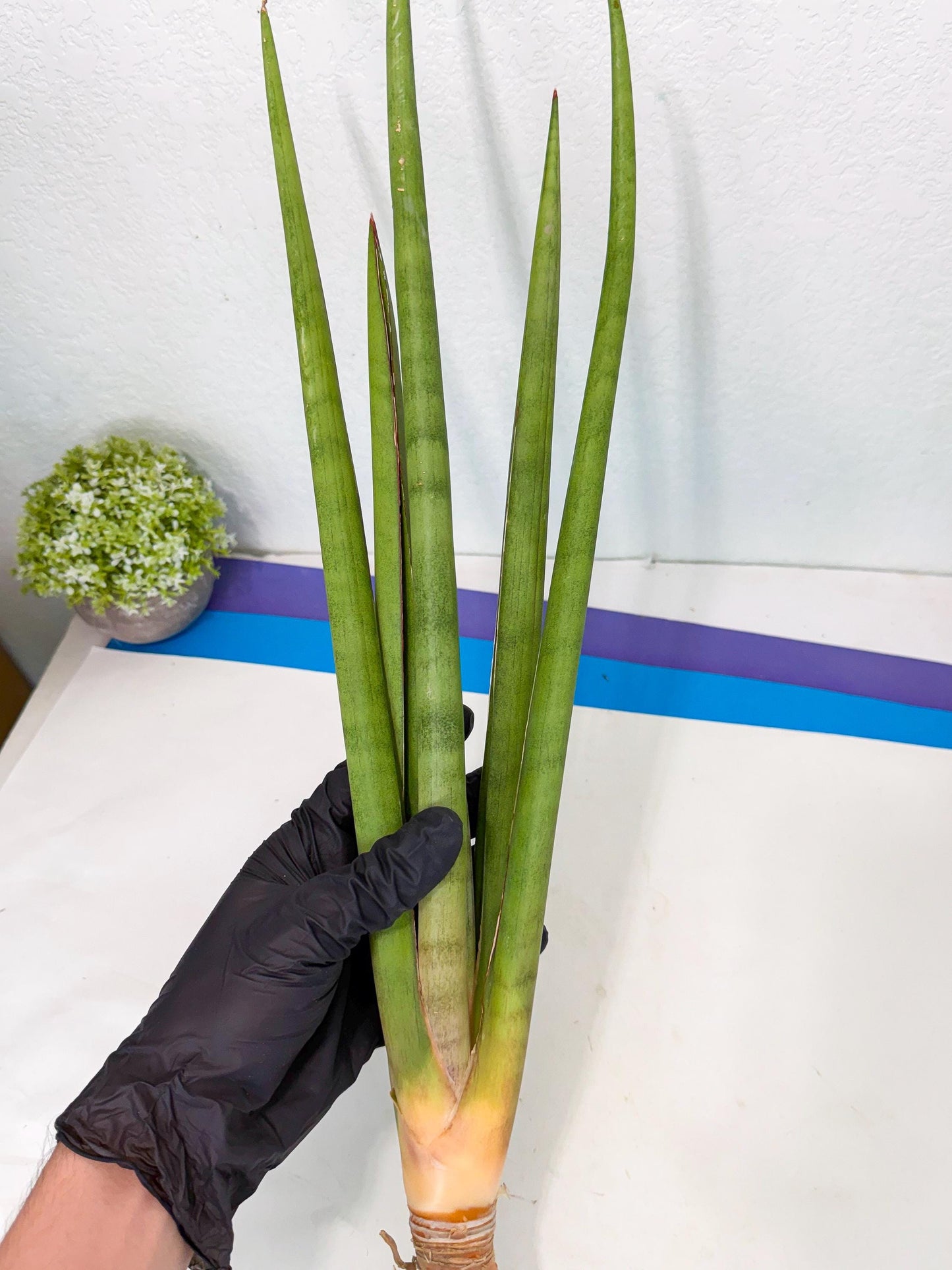 Sansevieria Dath Mint (oo) (16) | Rare Hybrids
