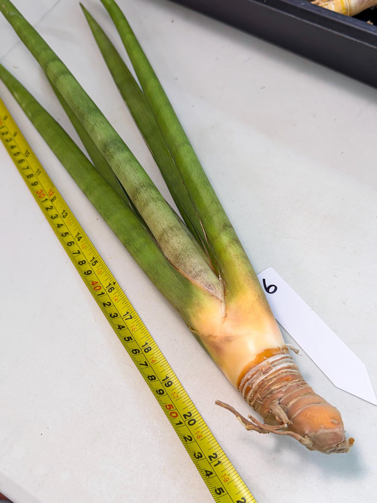 Sansevieria Dath Mint (oo) (16) | Rare Hybrids