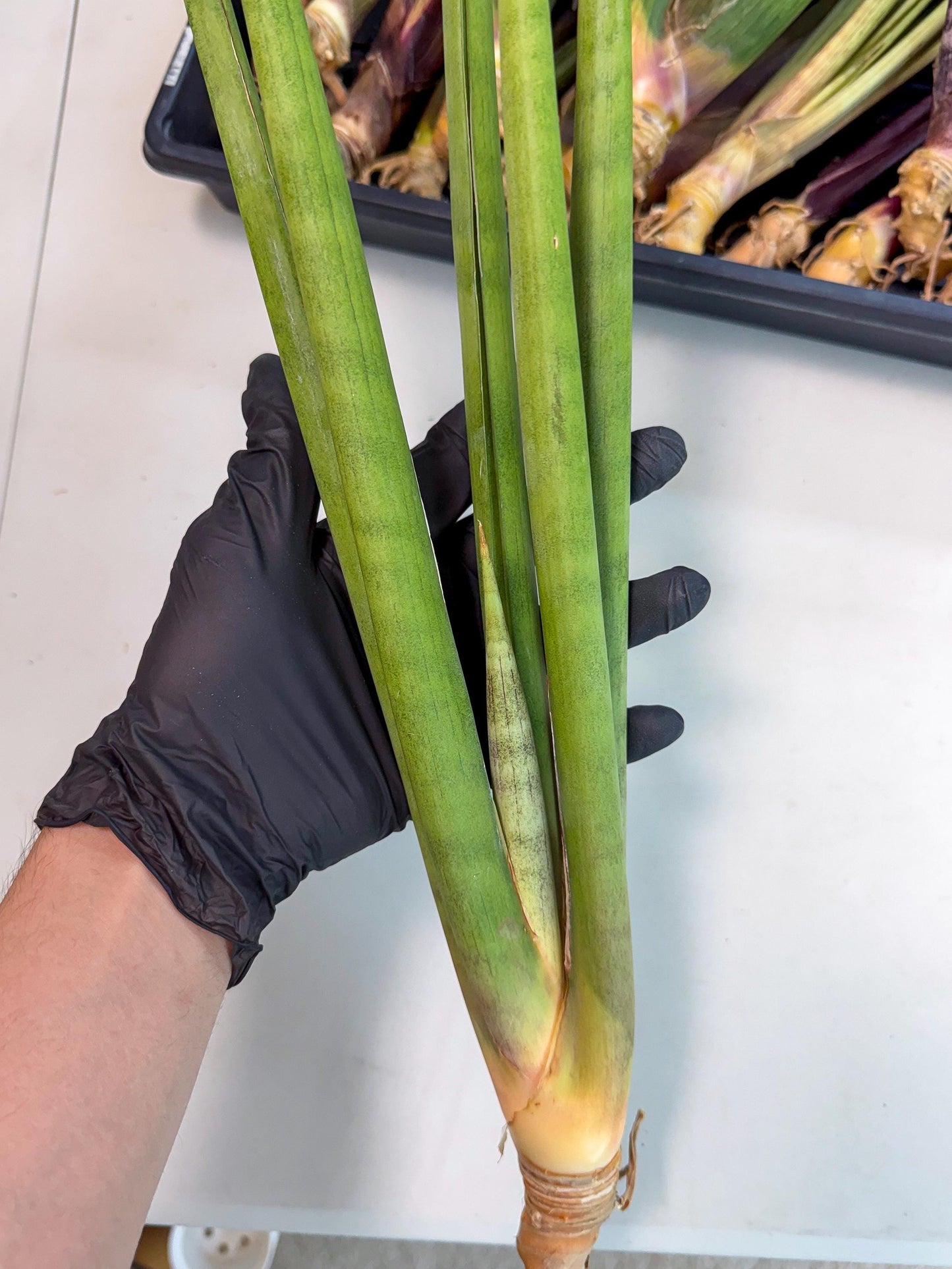 Sansevieria Dath Mint (oo) (16) | Rare Hybrids