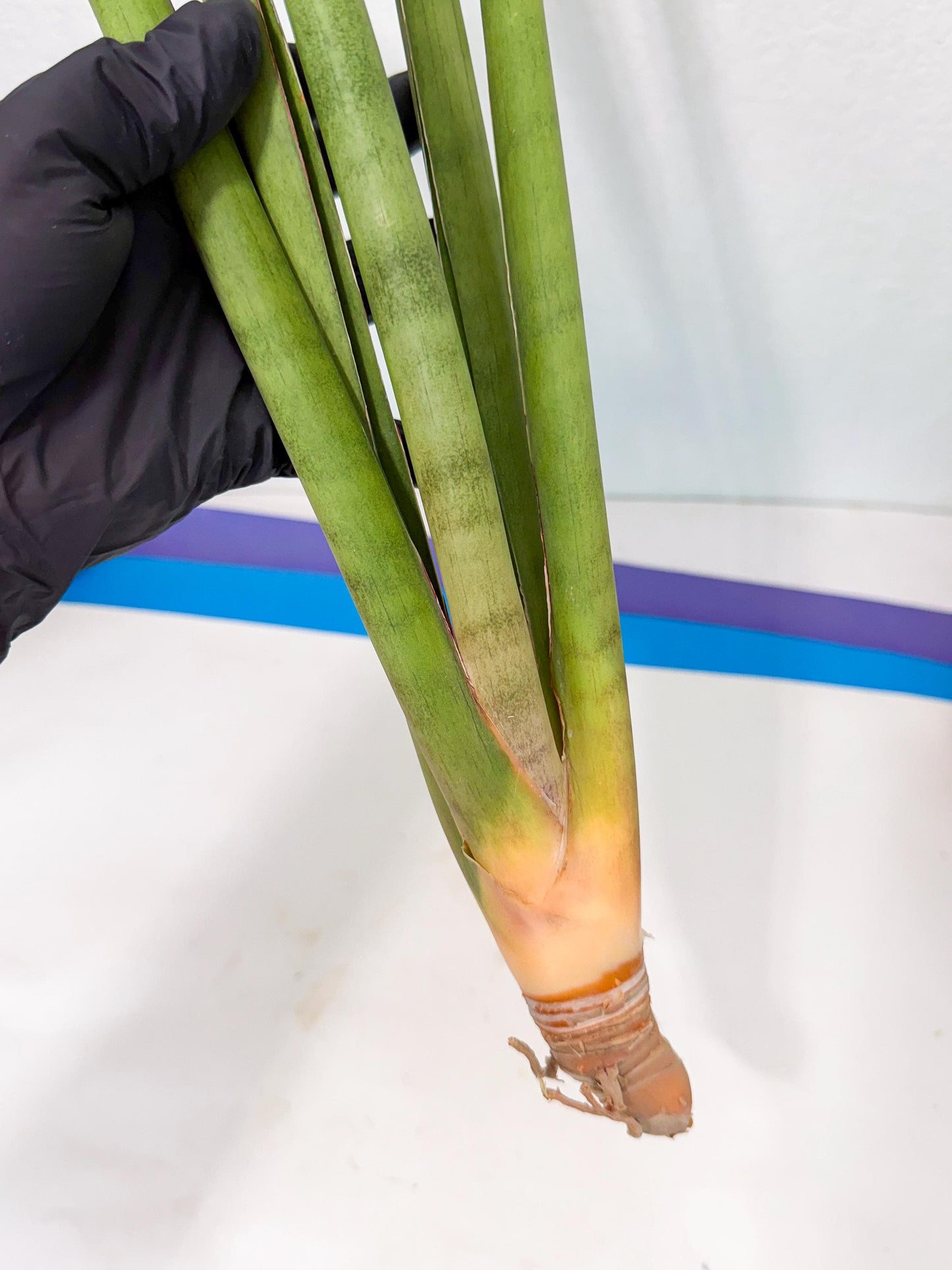 Sansevieria Dath Mint (oo) (16) | Rare Hybrids