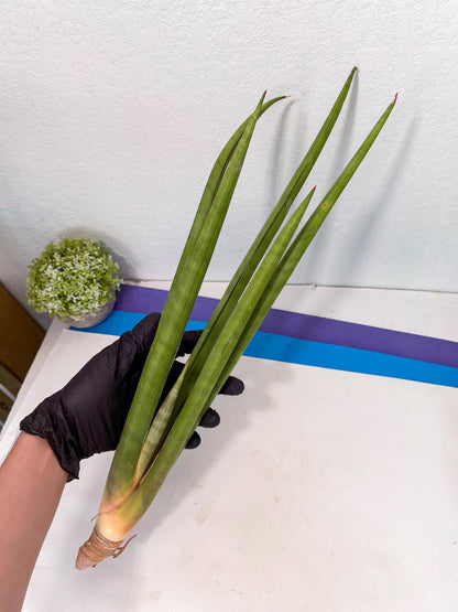 Sansevieria Dath Mint (oo) (16) | Rare Hybrids