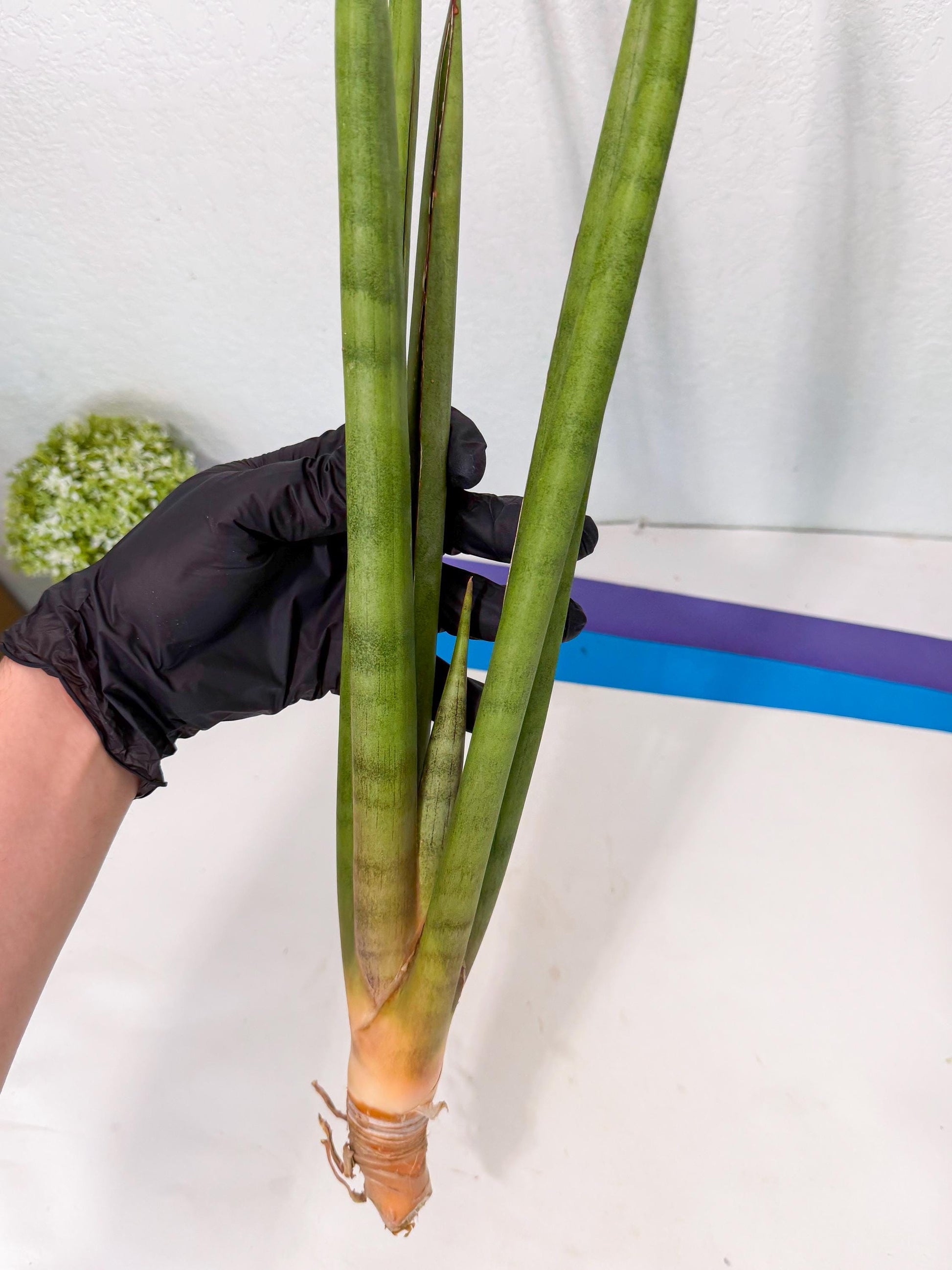 Sansevieria Dath Mint (oo) (16) | Rare Hybrids