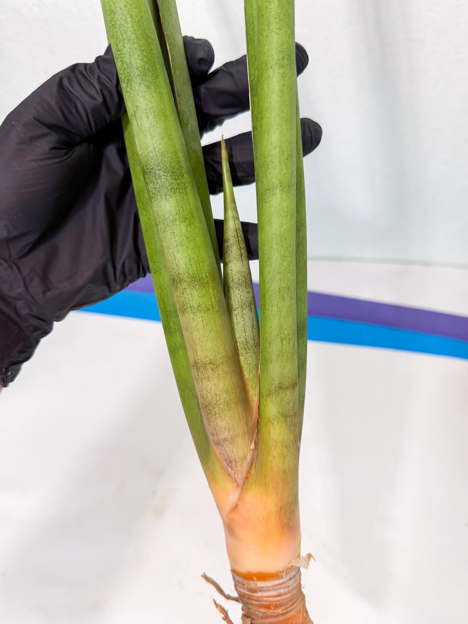 Sansevieria Dath Mint (oo) (16) | Rare Hybrids