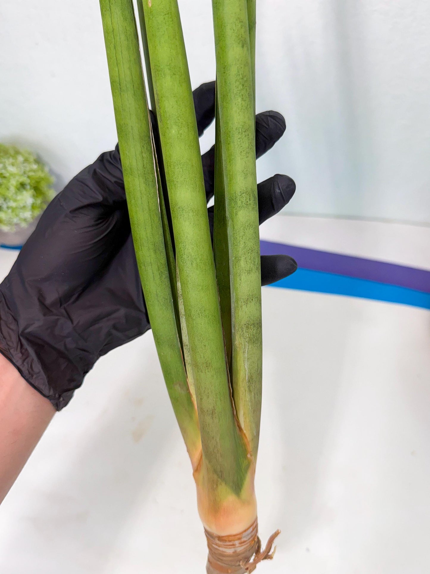 Sansevieria Dath Mint (oo) (16) | Rare Hybrids