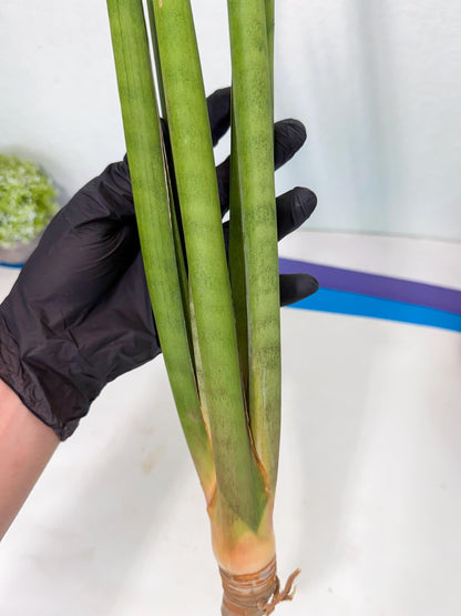 Sansevieria Dath Mint (oo) (16) | Rare Hybrids