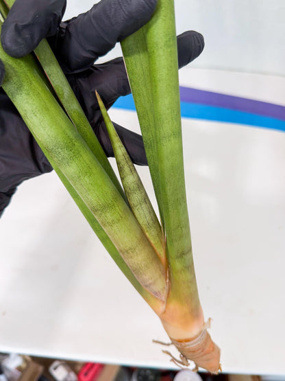Sansevieria Dath Mint (oo) (16) | Rare Hybrids