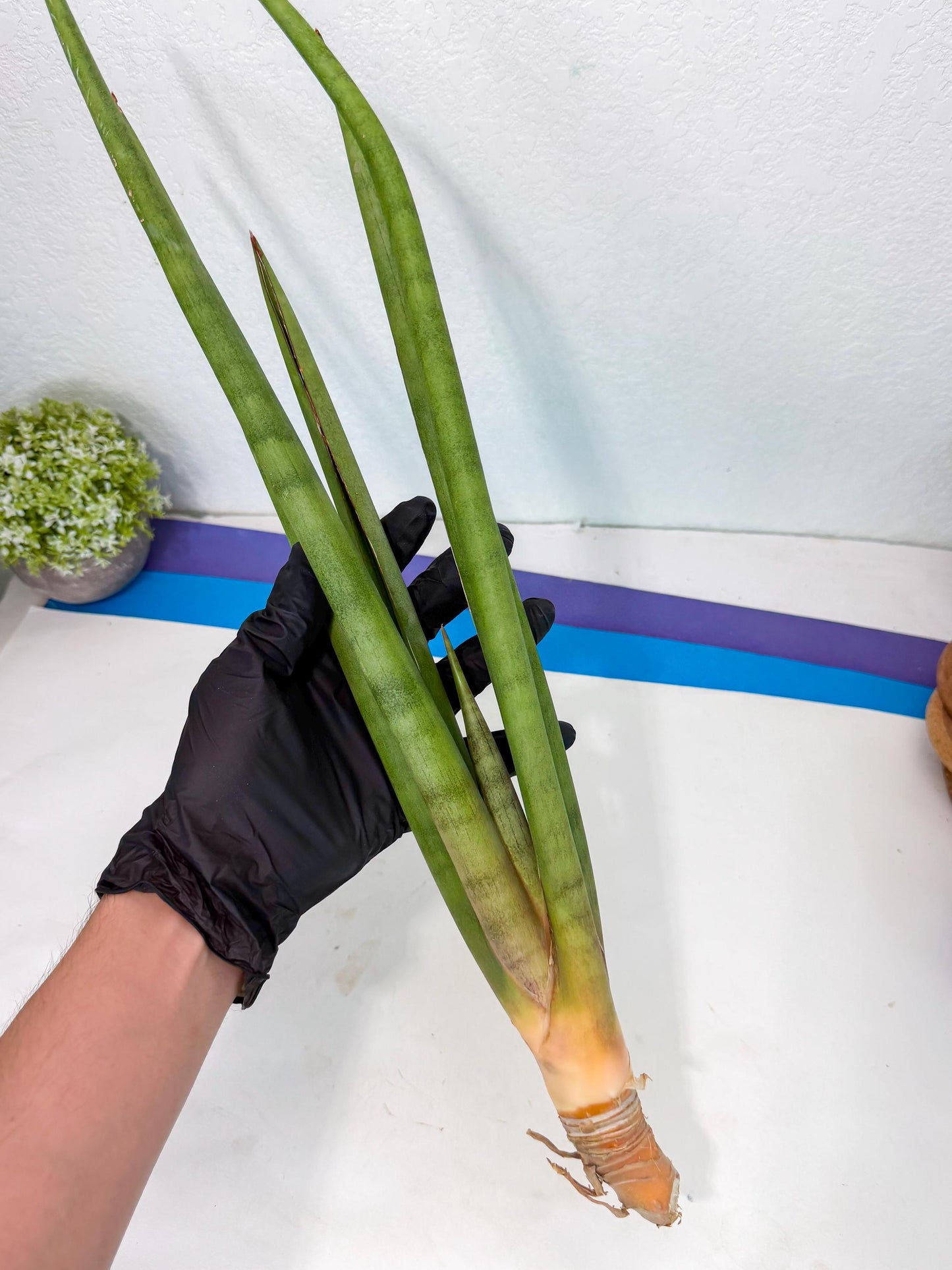 Sansevieria Dath Mint (oo) (16) | Rare Hybrids