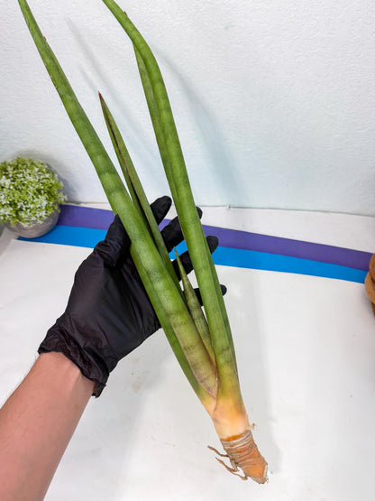 Sansevieria Dath Mint (oo) (16) | Rare Hybrids