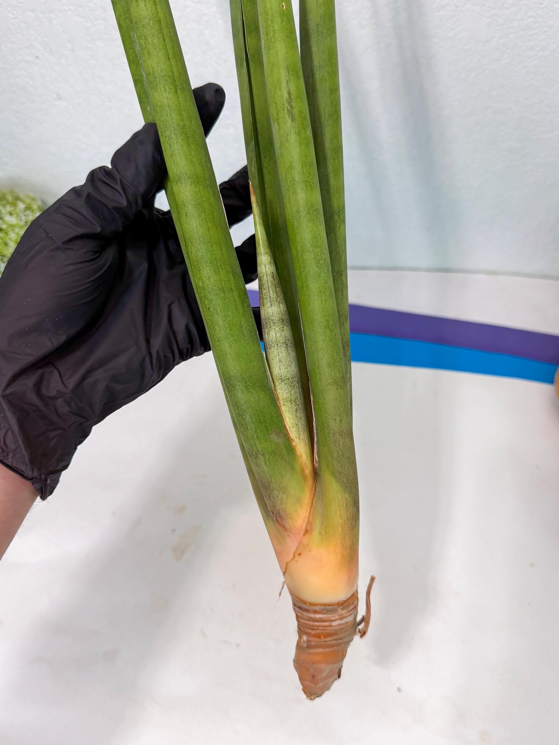 Sansevieria Dath Mint (oo) (16) | Rare Hybrids