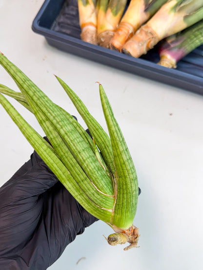 Sansevieria Akhdar (yg) (1) | Rare Hybrids