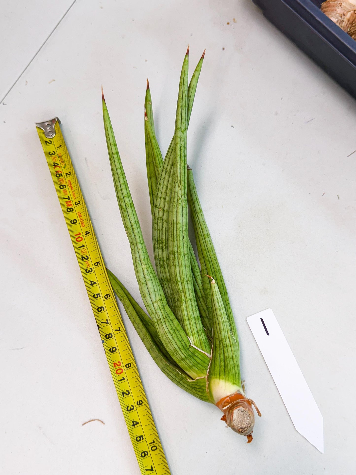 Sansevieria Akhdar (yg) (1) | Rare Hybrids