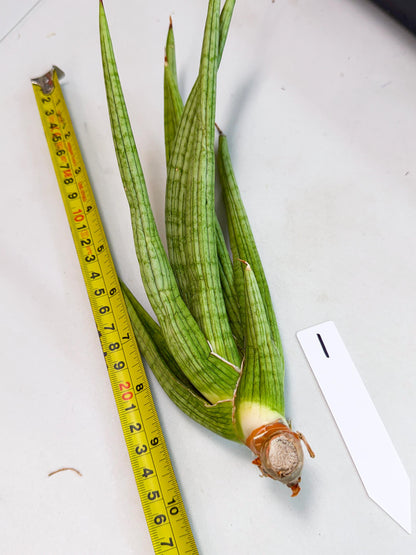 Sansevieria Akhdar (yg) (1) | Rare Hybrids