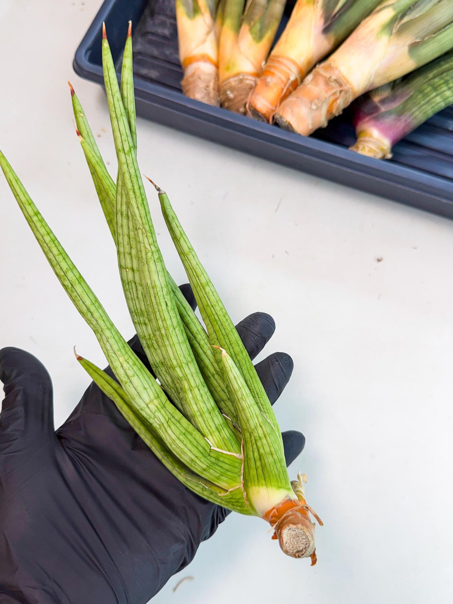 Sansevieria Akhdar (yg) (1) | Rare Hybrids
