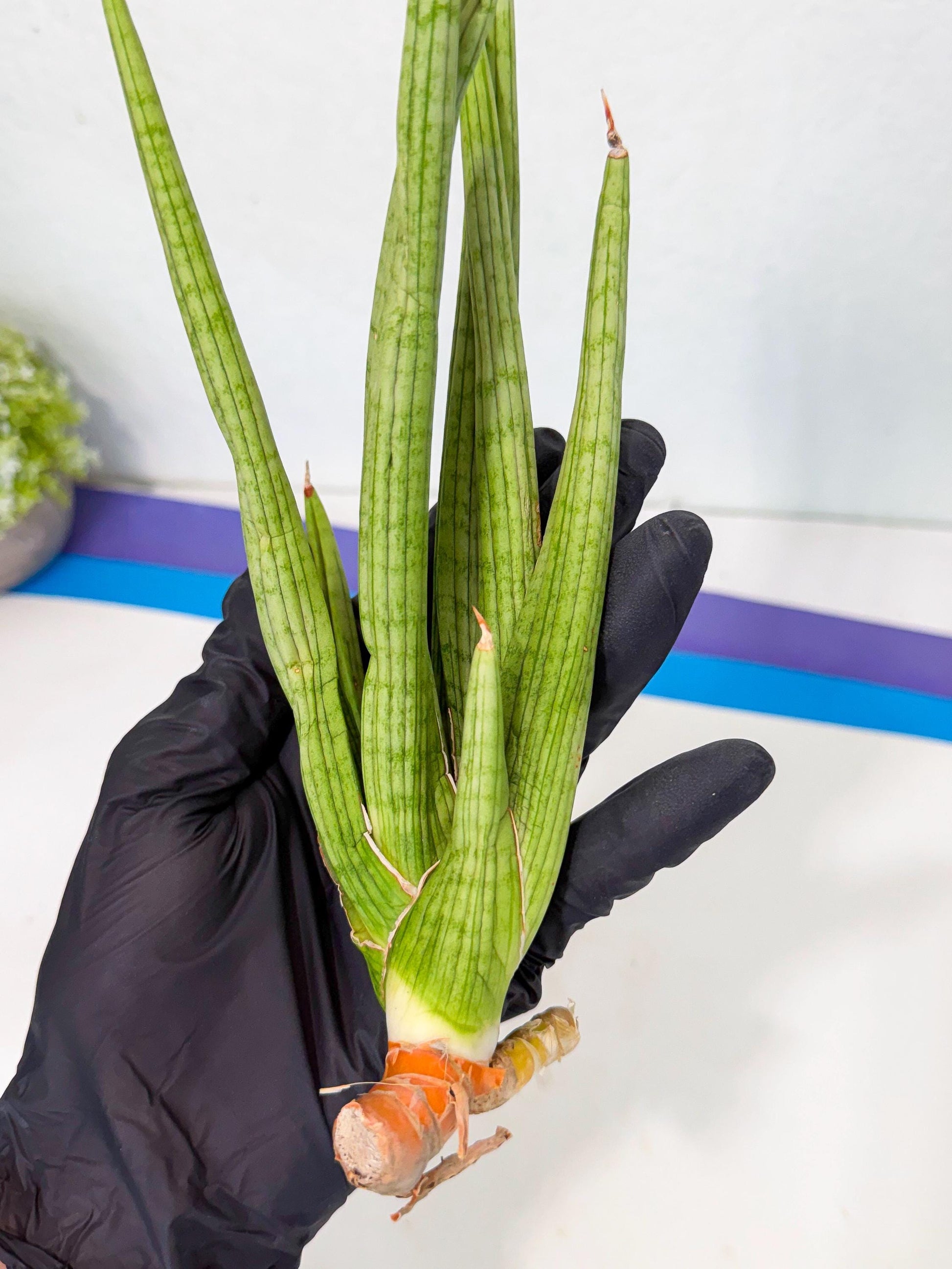 Sansevieria Akhdar (yg) (1) | Rare Hybrids