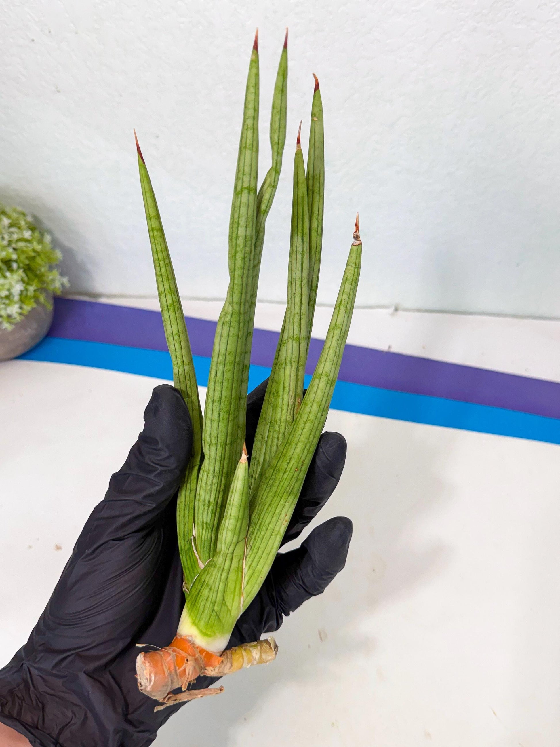 Sansevieria Akhdar (yg) (1) | Rare Hybrids